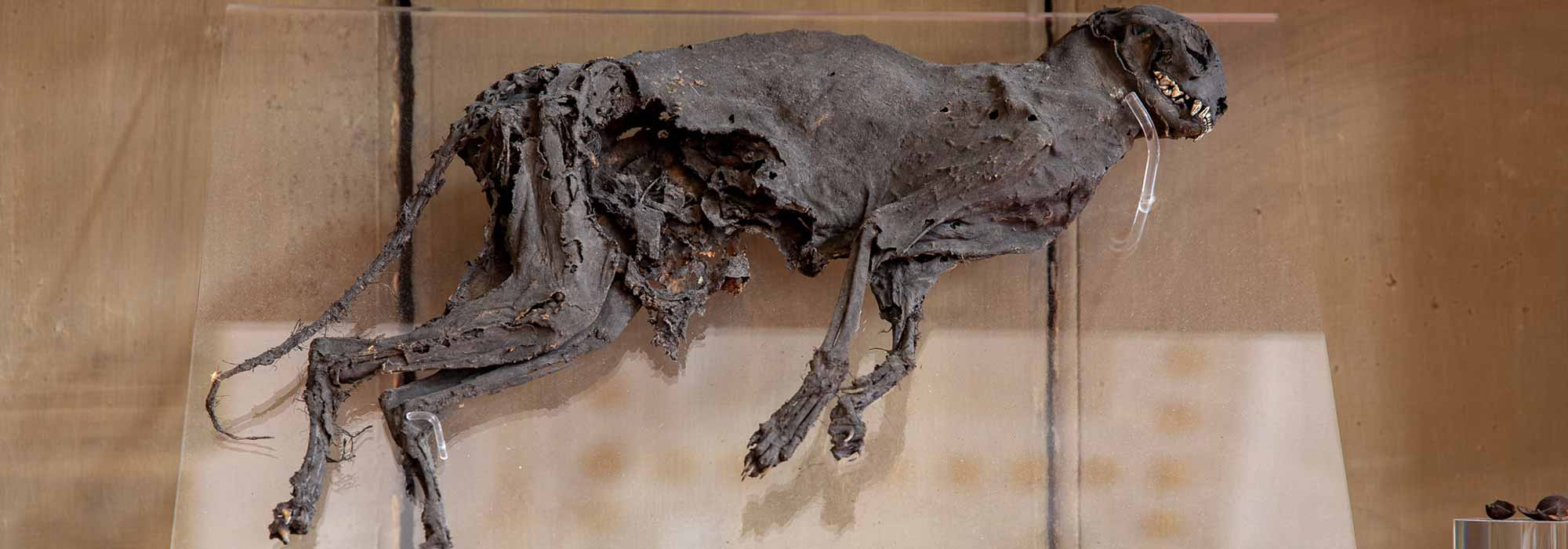 Mummified cat