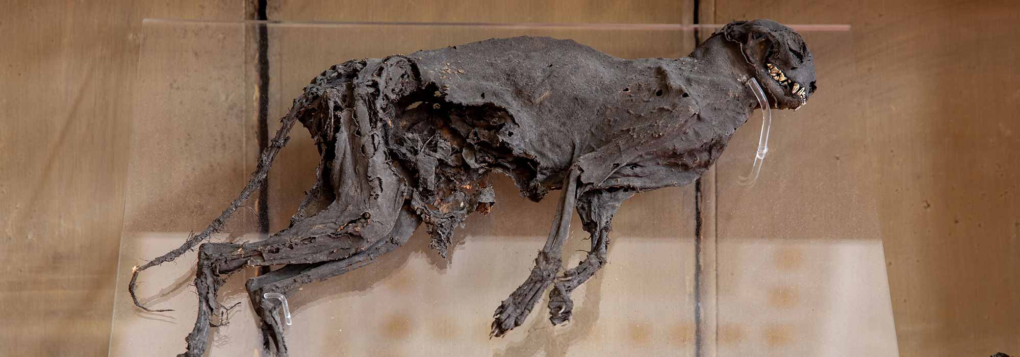 Mummified cat.